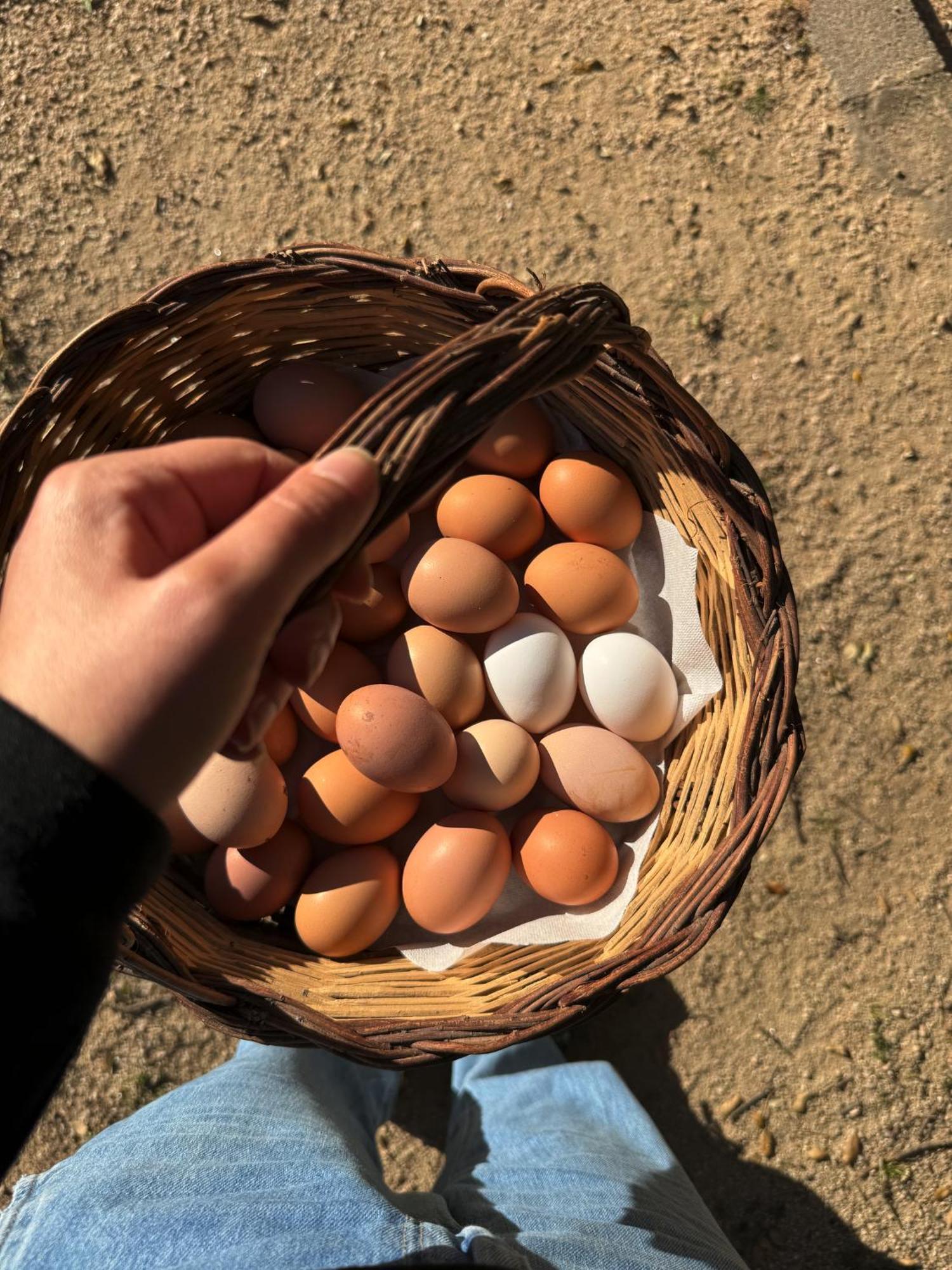 Aggius Agriturismo Il Muto Di Gallura מראה חיצוני תמונה