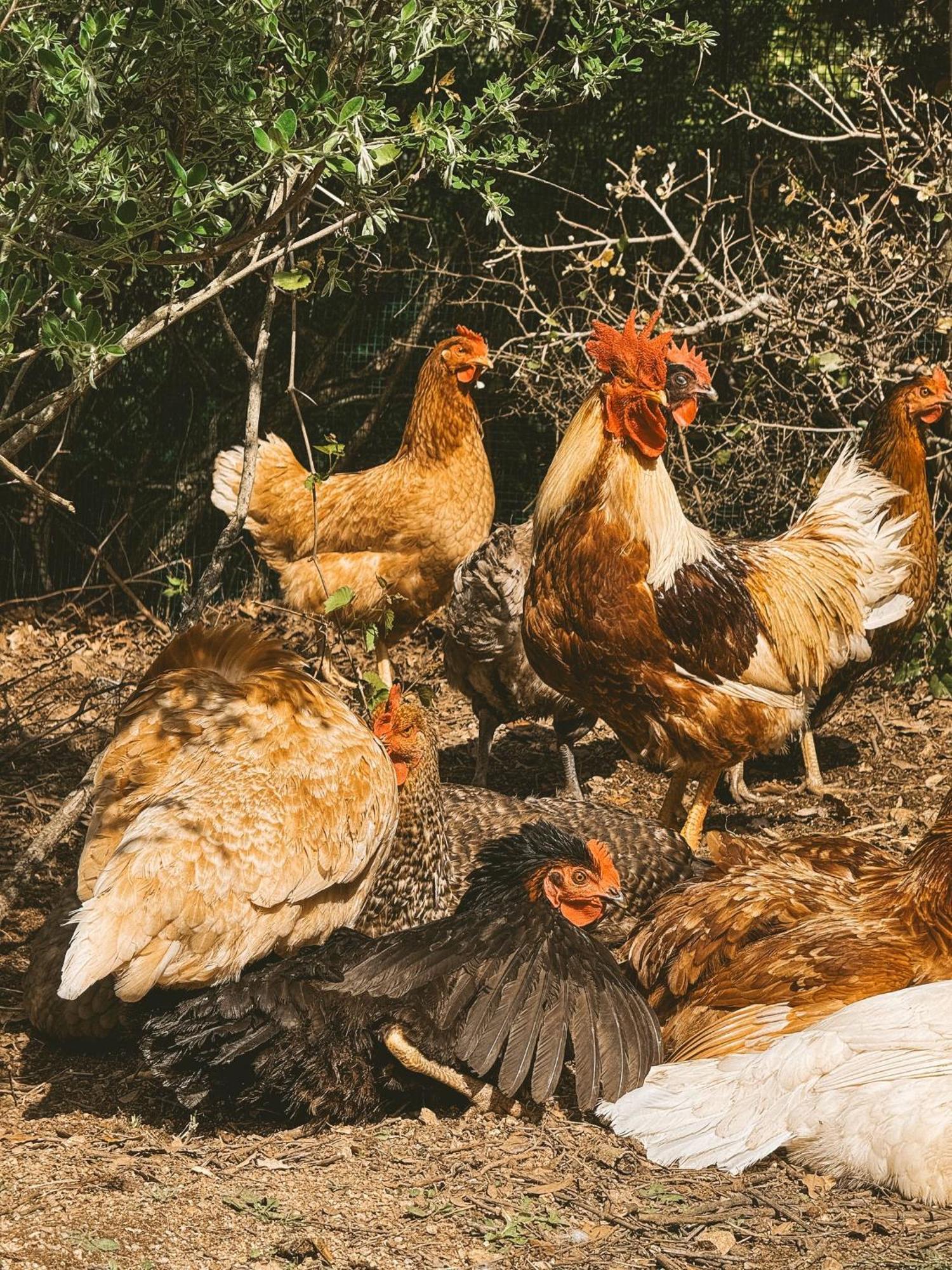 Aggius Agriturismo Il Muto Di Gallura מראה חיצוני תמונה