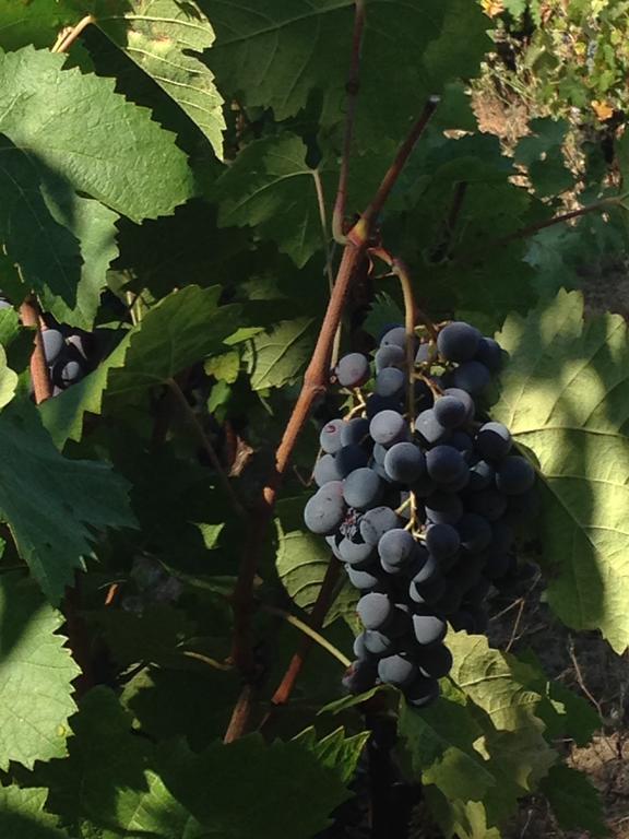 Aggius Agriturismo Il Muto Di Gallura מראה חיצוני תמונה