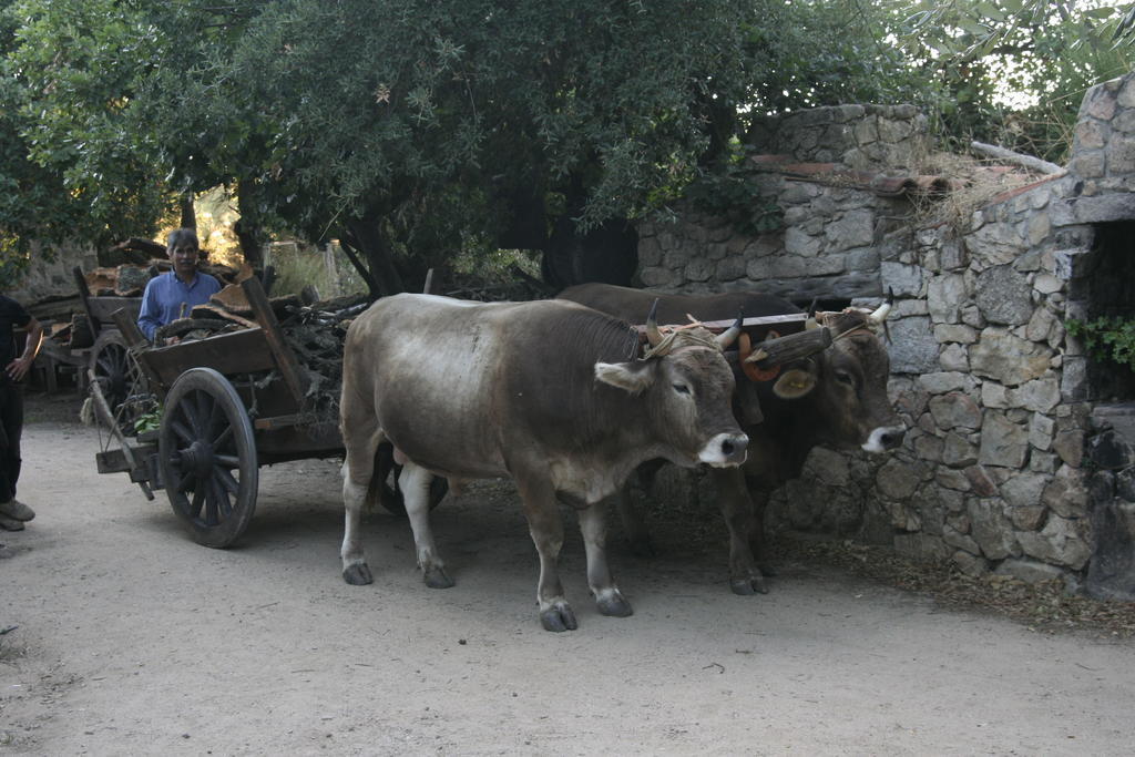 Aggius Agriturismo Il Muto Di Gallura מראה חיצוני תמונה