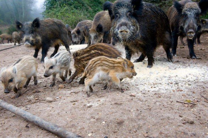 Aggius Agriturismo Il Muto Di Gallura מראה חיצוני תמונה