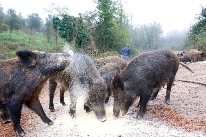 Aggius Agriturismo Il Muto Di Gallura מראה חיצוני תמונה