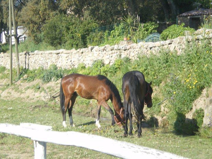 Aggius Agriturismo Il Muto Di Gallura מראה חיצוני תמונה