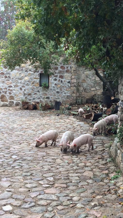 Aggius Agriturismo Il Muto Di Gallura מראה חיצוני תמונה