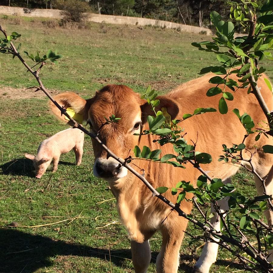Aggius Agriturismo Il Muto Di Gallura מראה חיצוני תמונה