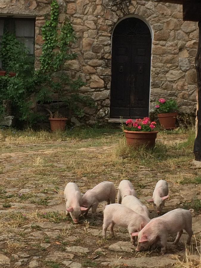 Aggius Agriturismo Il Muto Di Gallura מראה חיצוני תמונה